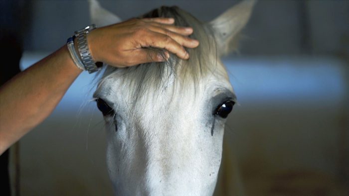 Acariciando-a-un-caballo